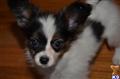 Papillon